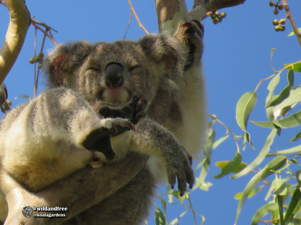 home alone by koalagardens