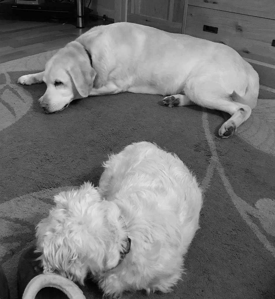 Tired dogs... by anne2013