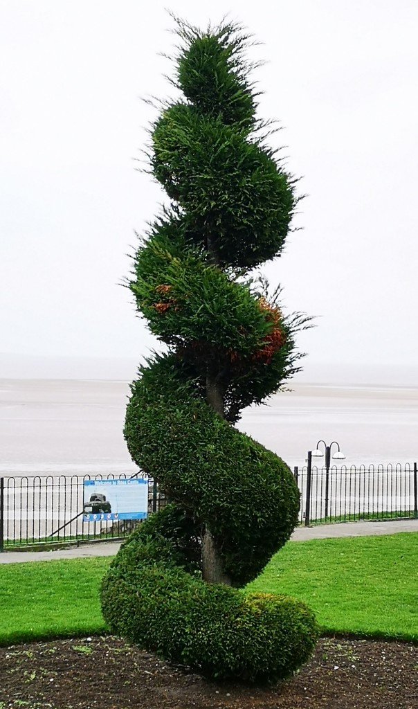 Topiary on a cold grey day by plainjaneandnononsense