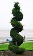 5th Jan 2019 - Topiary on a cold grey day