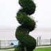 Topiary on a cold grey day by plainjaneandnononsense