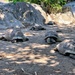 Turtles meeting.  by cocobella