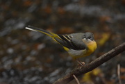 6th Jan 2019 - Grey wagtail on a branch..........