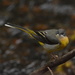 Grey wagtail on a branch.......... by ziggy77
