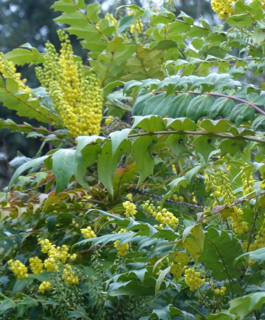 Yellow Flowering Mahonia  by foxes37