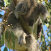 wedgie by koalagardens