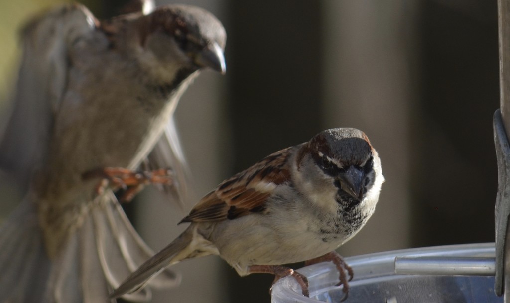 sparrows by corktownmum