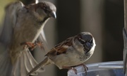 6th Jan 2019 - sparrows