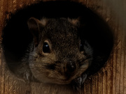 6th Jan 2019 - squirrel in a bird box