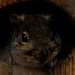 squirrel in a bird box by rminer