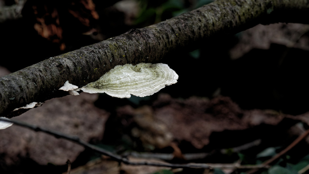 fungus  by rminer