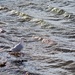 Bird in the Water by radiodan