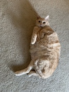 4th Jan 2019 - Fat cat Riley