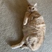 Fat cat Riley by kdrinkie