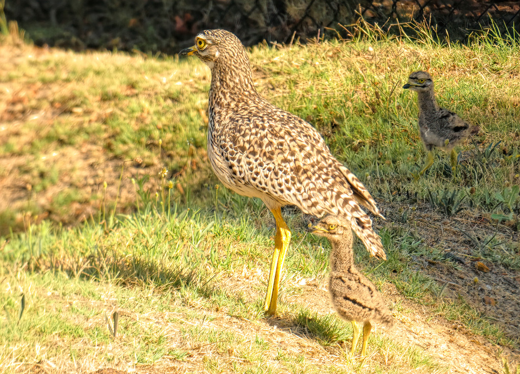 Dikkop Mum and her chicks by ludwigsdiana