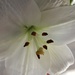 White Lily by harbie