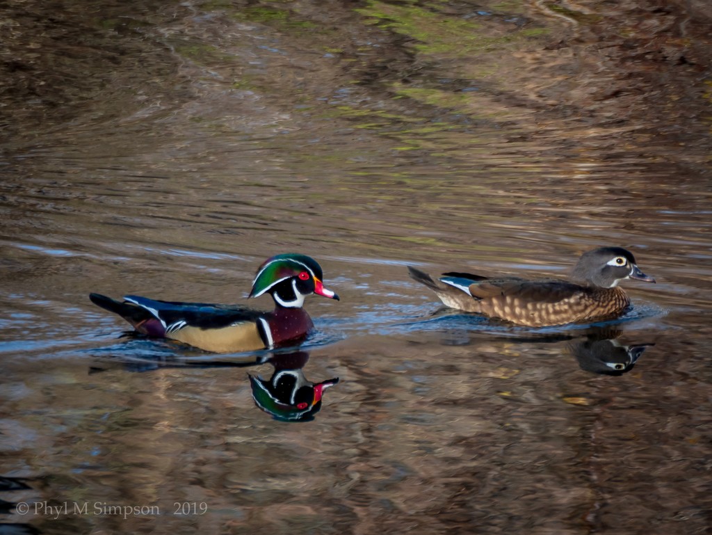 How Much Duck Could A Wood Duck... by elatedpixie