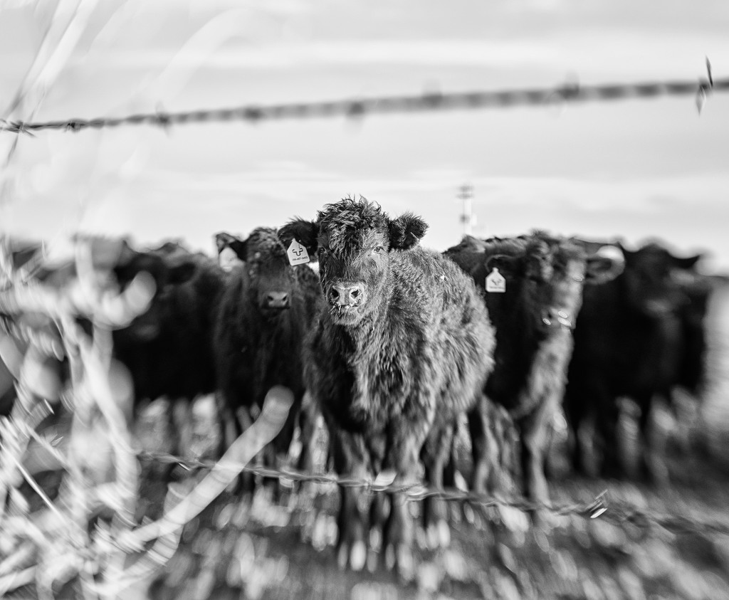 lensbaby cattle by aecasey