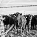lensbaby cattle by aecasey