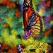 Monarch of Color by elatedpixie