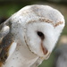 Barn Owl by hrs