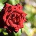 Red, Red Rose....._DSC4071 by merrelyn