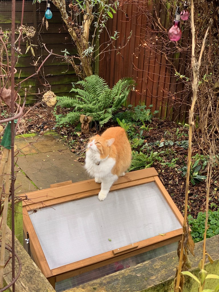 New cold frame by 365projectmaxine
