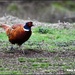 Pheasant at RSPB Sandy by rosiekind