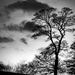 B & W Tree by frequentframes