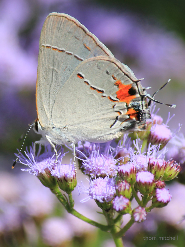 Gray Hairstreak by rhoing