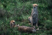 5th Jan 2019 - Cheetah Brothers Relax Under a Tree