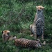 Cheetah Brothers Relax Under a Tree by taffy