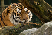 7th Jan 2019 - Siberian Tiger