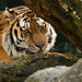 Siberian Tiger by leonbuys83
