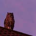 Owl at Suset by salza