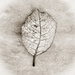 Same Leaf, Different Edit by newbank