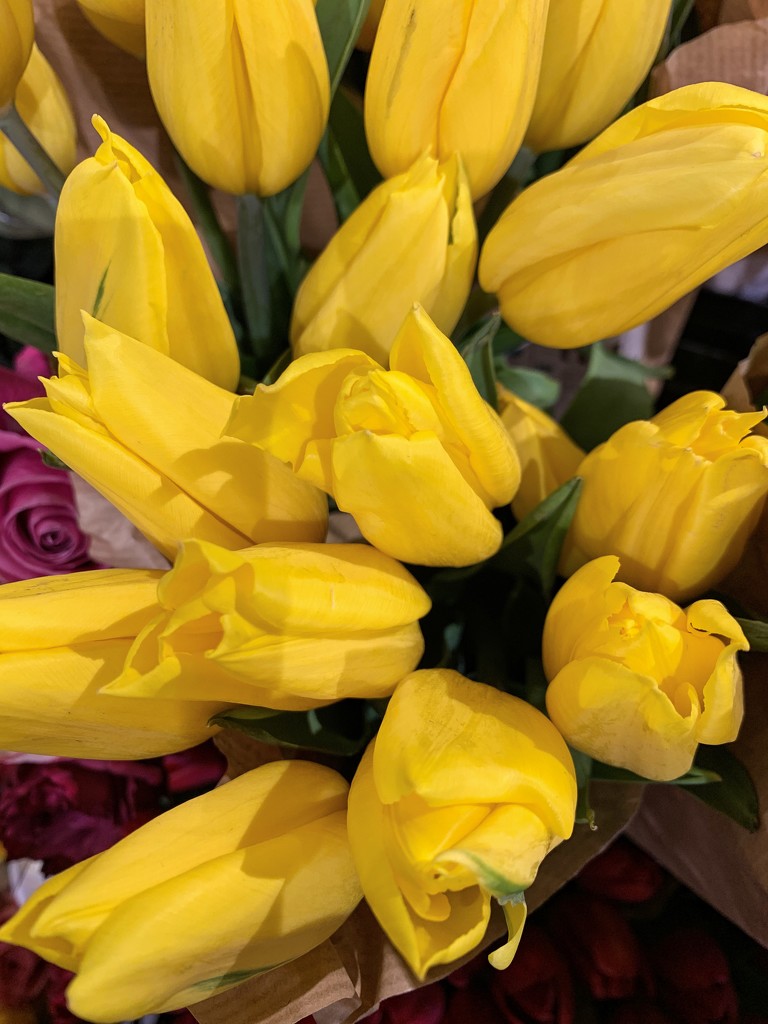 More grocery store tulips by shutterbug49