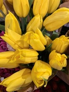 7th Jan 2019 - More grocery store tulips