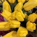 More grocery store tulips by shutterbug49