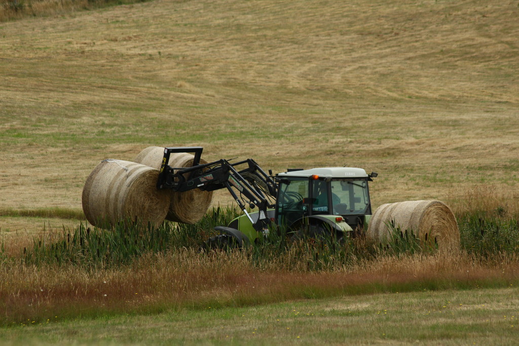 cut raked and baled by wenbow