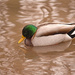 Male Mallard Duck! by fayefaye