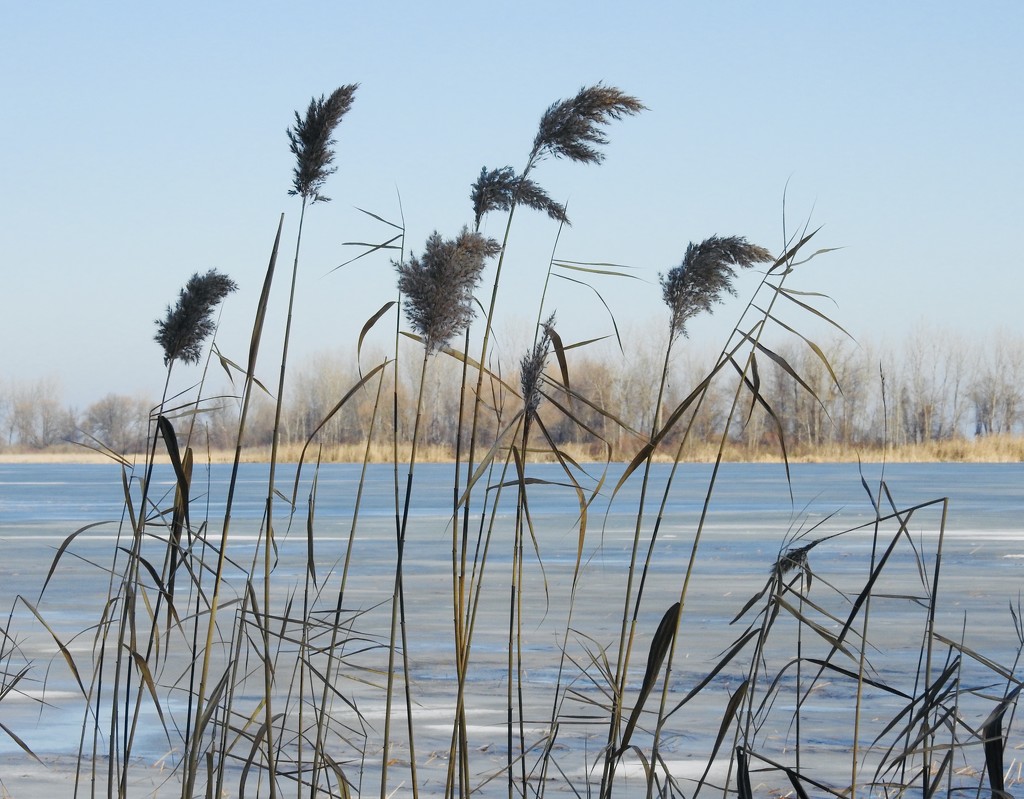 along the lake by amyk