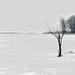 ice & trees by amyk