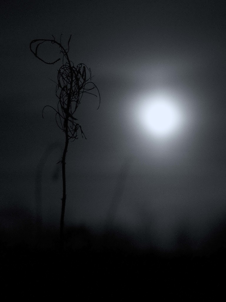 Squiggly in moonlight by gamelee