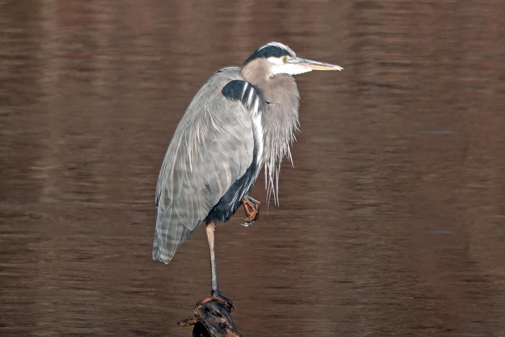 Can You Believe - A Patient Heron? by milaniet