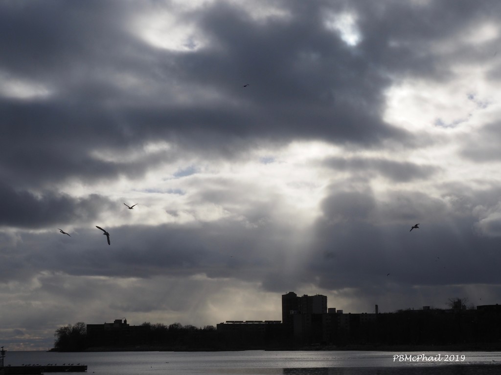 Birds and Rays by selkie