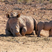 Six weeks old Rhino baby by ludwigsdiana