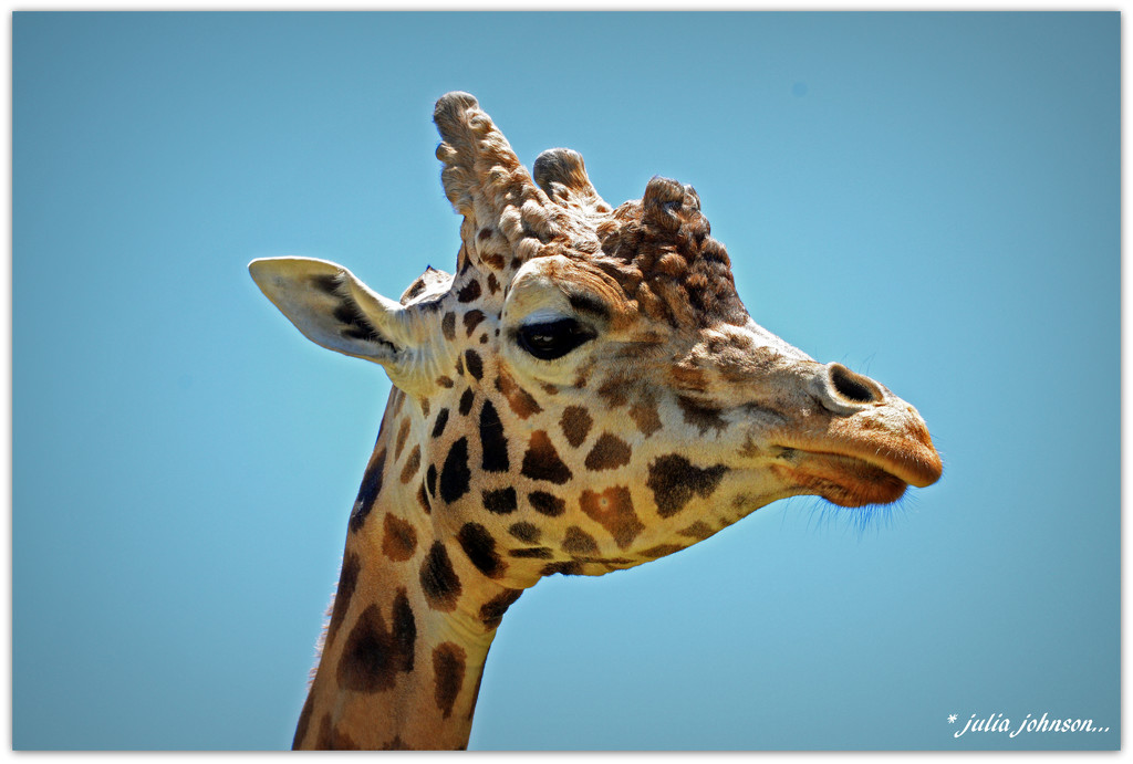 Jerry Giraffe.. by julzmaioro