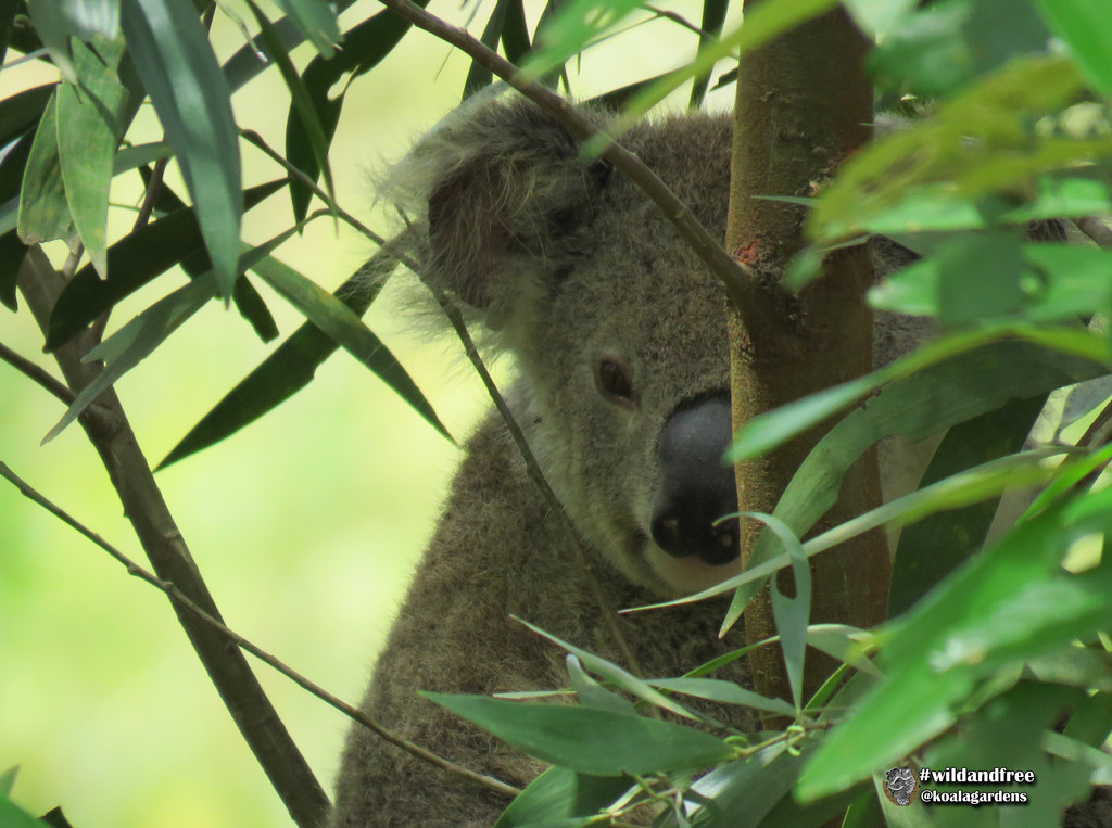 peek-a- by koalagardens