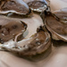 Oysters by swchappell